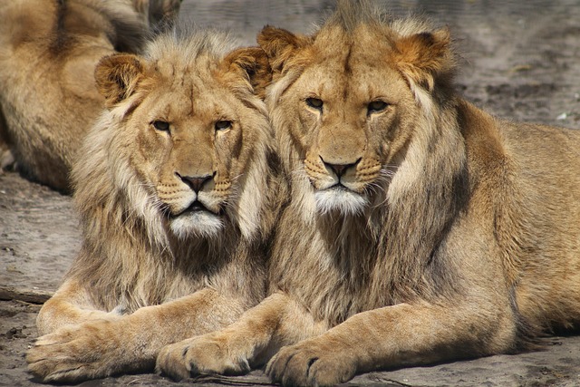 Du nouveau chez nos lions à Aywaille : un véritable royaume naturel pour les rois de la savane !