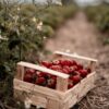 Sivry-Rance : 5 ans de gourmandise et de passion pour les Fraises Chevrotines