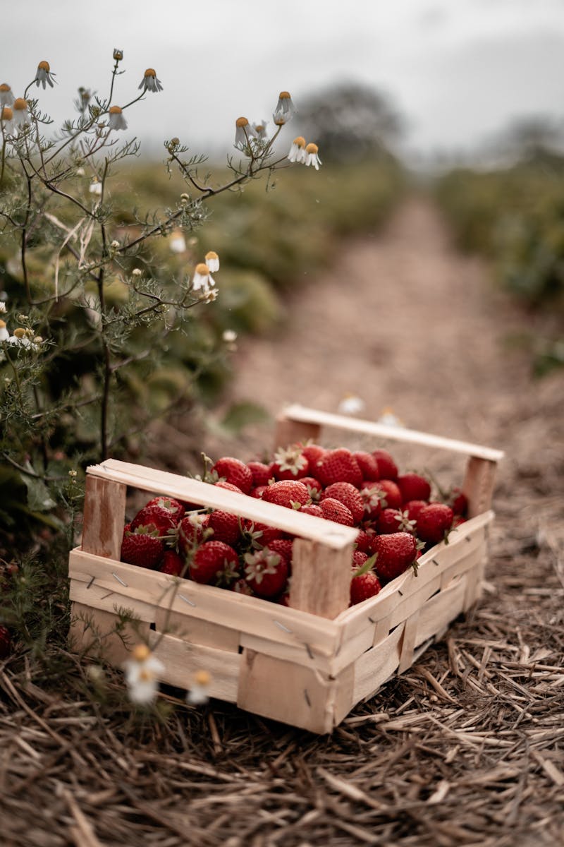 Sivry-Rance : 5 ans de gourmandise et de passion pour les Fraises Chevrotines