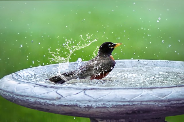 Chaleur : un petit coup de pouce pour les oiseaux de nos jardins, ça vous dit ?