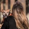 Crisnée : Le Dog Day fait japper de joie les amis des bêtes pour sa 2e édition !