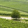 À Landelies, le Domaine du Blanc Caillou a fait pétiller la passion du vin lors de ses portes ouvertes !