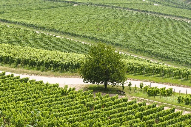 À Landelies, le Domaine du Blanc Caillou a fait pétiller la passion du vin lors de ses portes ouvertes !