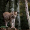 Le Félin Discret de la Semois sous les Projecteurs : Deux Soirées Incontournables sur le Retour du Lynx !