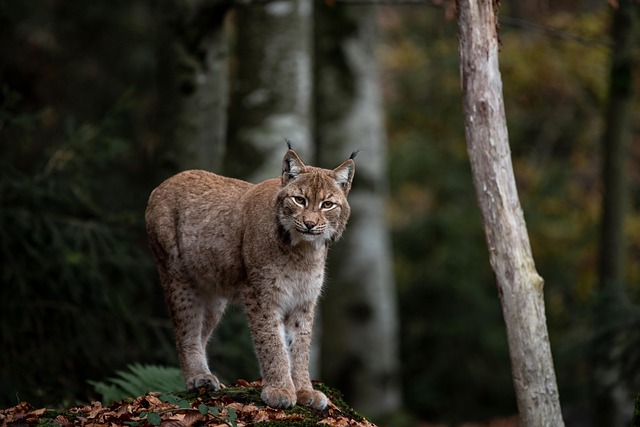 Le Félin Discret de la Semois sous les Projecteurs : Deux Soirées Incontournables sur le Retour du Lynx !