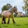Un demi-siècle de passion et d&rsquo;amitié : les Spartiates de Gembloux fêtent leurs 50 ans sur les chemins !