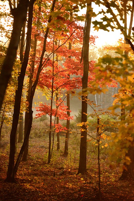 Bruxelles : les parcs et la forêt de Soignes rouvrent après les intempéries