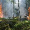 Camp scout écourté près de Bastogne : un feu interdit provoque l&rsquo;expulsion