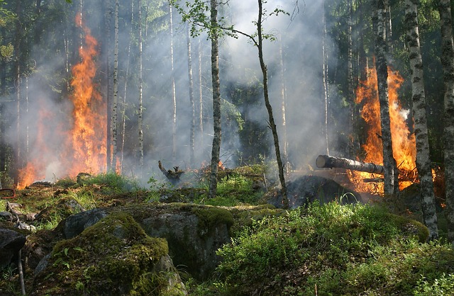 Camp scout écourté près de Bastogne : un feu interdit provoque l'expulsion