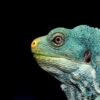 Insolite à Bruxelles : un iguane secouru après un périple dans les canalisations