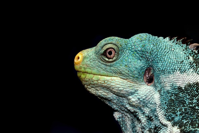 Insolite à Bruxelles : un iguane secouru après un périple dans les canalisations
