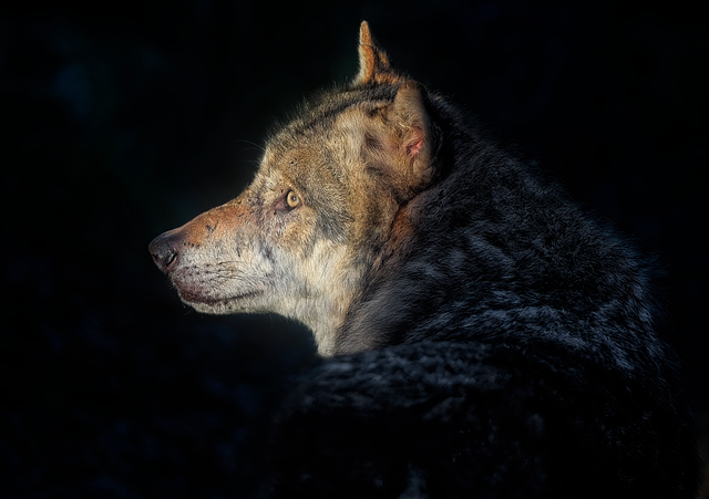 Collision mortelle avec un loup sur la Nationale 4 à Nassogne