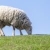 Houffalize : un troupeau décimé par une attaque nocturne à Les Tailles