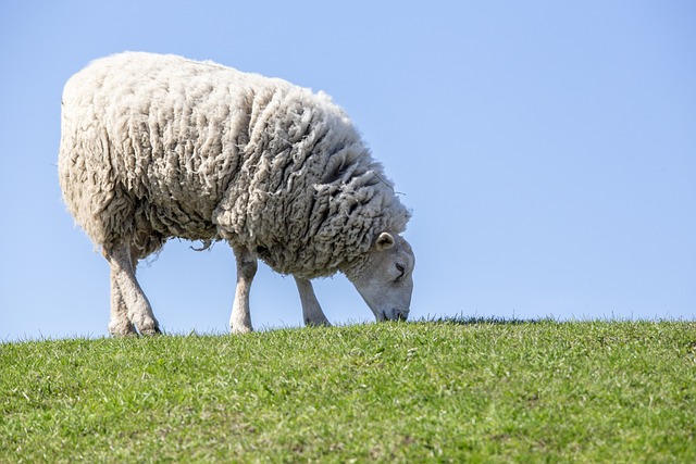 Houffalize : un troupeau décimé par une attaque nocturne à Les Tailles