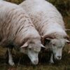 Attaque sur un troupeau à La Roche-en-Ardenne : deux moutons périssent