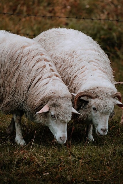 Attaque sur un troupeau à La Roche-en-Ardenne : deux moutons périssent